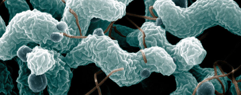 Campylobacter Jejuni