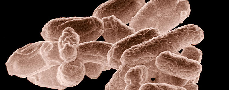 Escherichia Coli